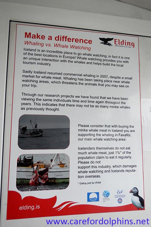 whale watching vs whaling